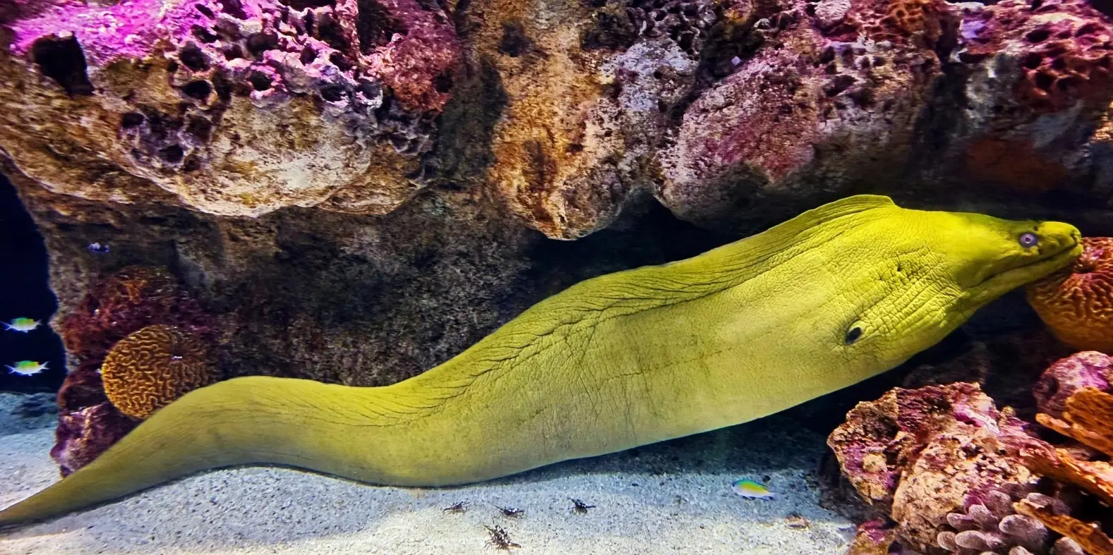 No Dia Mundial dos Videogames, Oceanic Aquarium reúne animais com ‘poderes’ da vida real