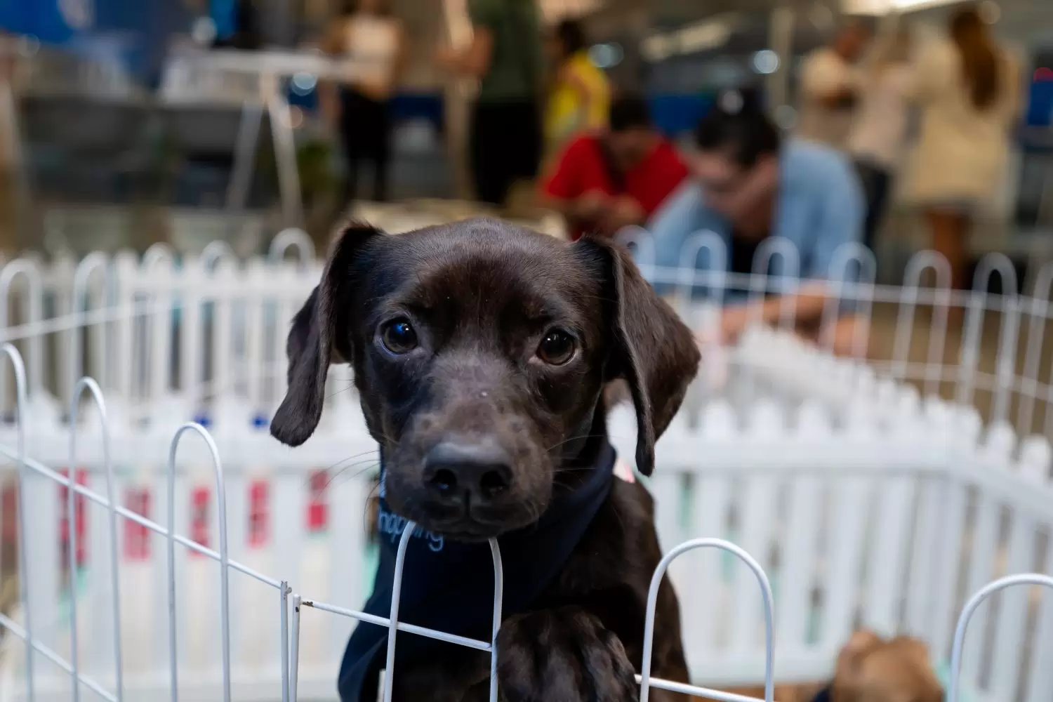 Feira de pets: Balneário Shopping e ONG Defesa Animal promovem ação de adoção de cães e gatos