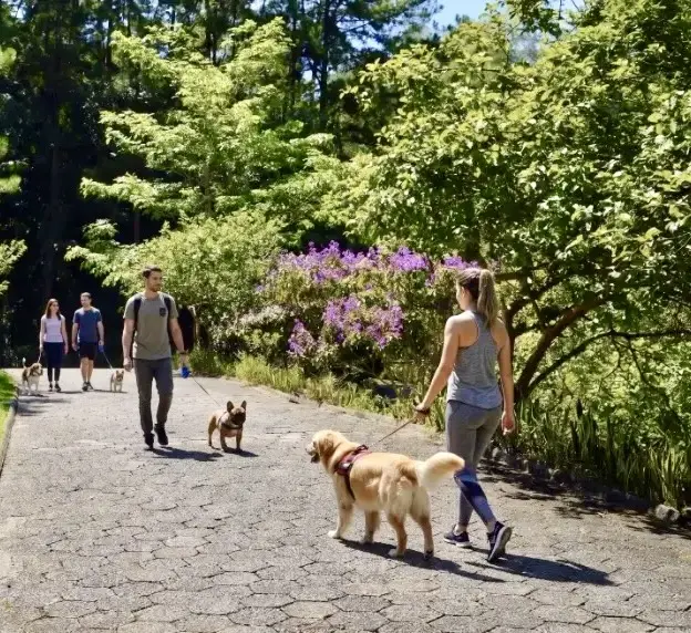 CÃOminhada do Parque Malwee é reagendada para 26 de setembro
