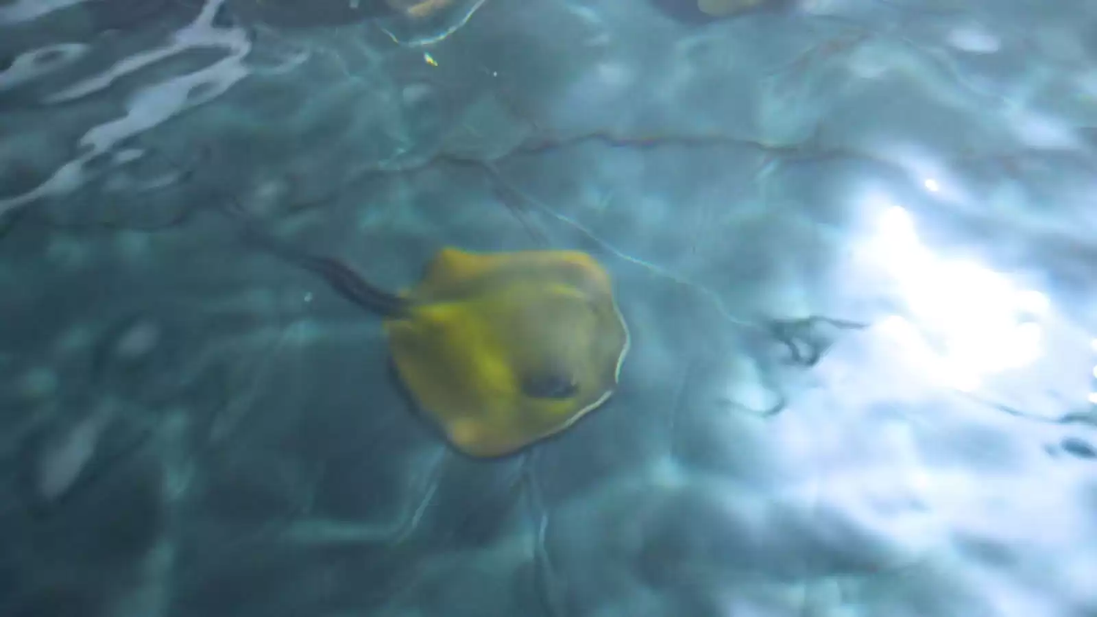Filhotes de Raia Manteiga nascem no Oceanic Aquarium