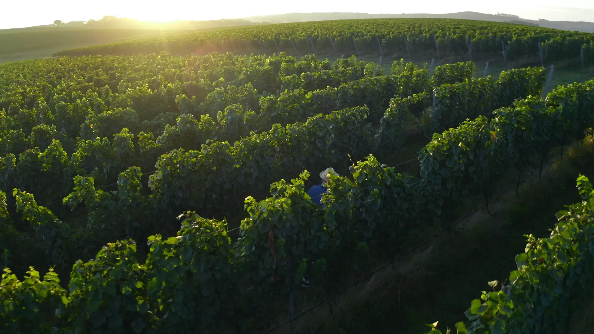 Chandon Brasil apresenta programa de sustentabilidade e biodiversidade