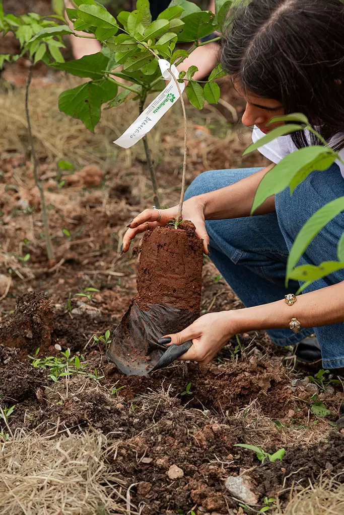 Breitling promove reflorestamento por meio da plantação de miniflorestas em áreas urbanas de São Paulo