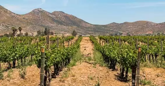 Guadalupe Valley e os vinhos mexicanos na rota de dois navios da NCL em 2021