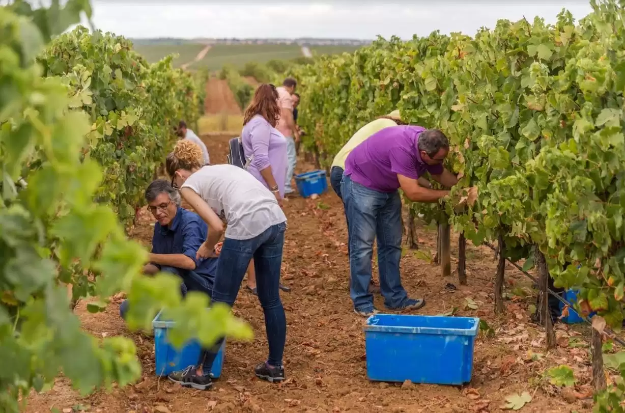 Hotéis para amantes de vinho no Alentejo