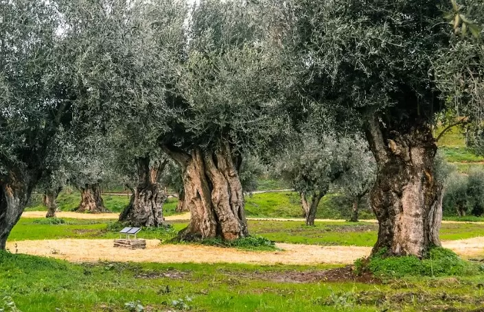 Viva experiências autênticas de olivoturismo no Alentejo