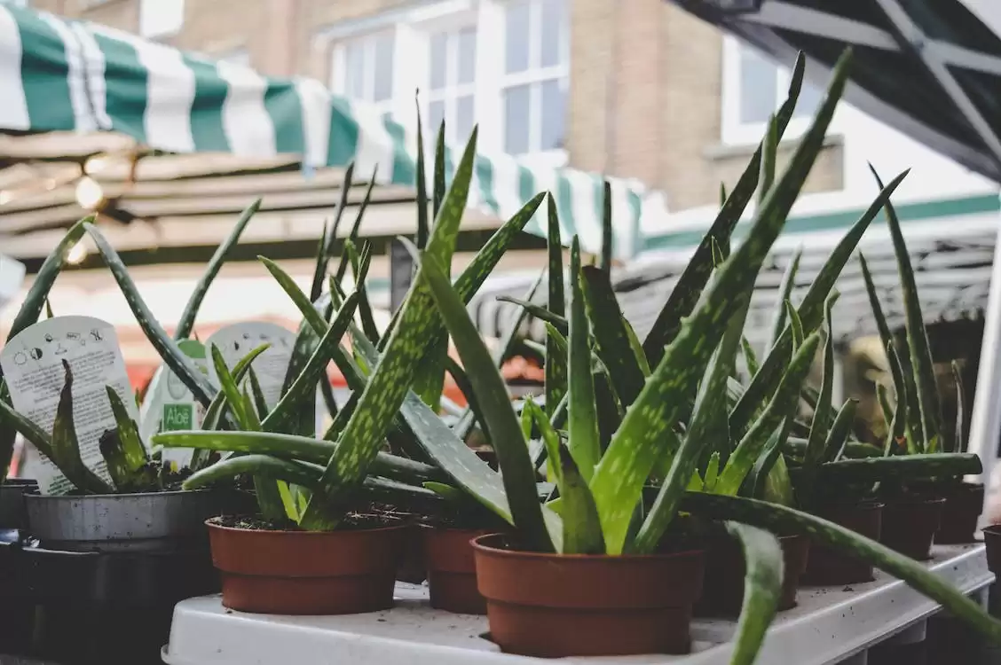 Os benefícios da Aloe Vera na terapia capilar