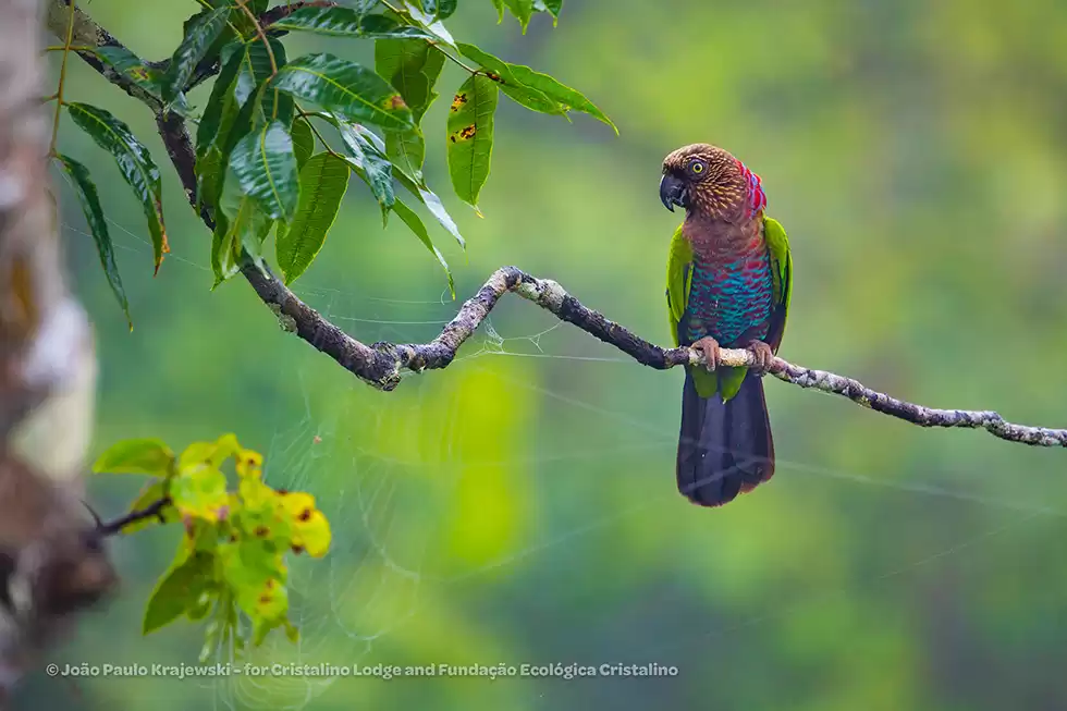 Projeto reverte venda de fotos em ajuda para população carente do sul da Amazônia