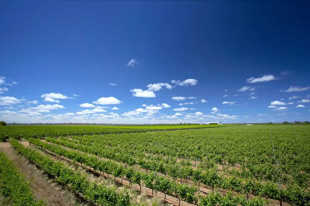 Vale do São Francisco ganha primeira Indicação de Procedência para vinhos tropicais do mundo
